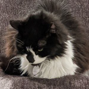 Meet your Posher, Samuel